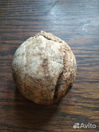 Окаменелый морской ёж