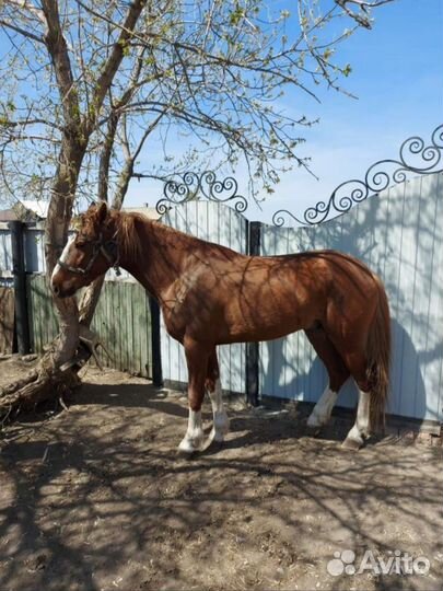 Продам жеребца