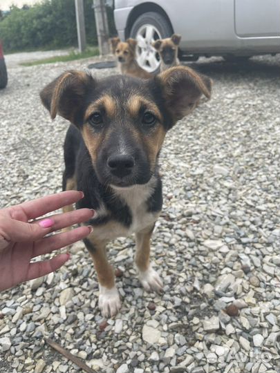 Собака в добрые руки отдам бесплатно