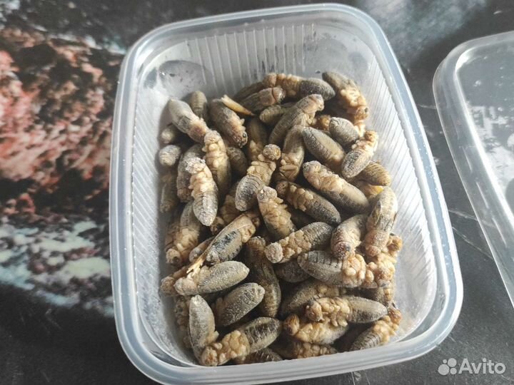 Банановые сверчки замороженные