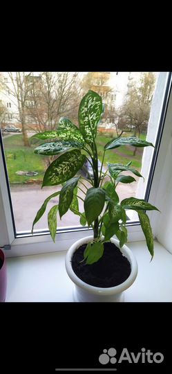 Диффенбахия