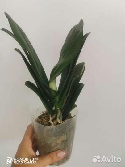 Орхидея фаленопсис жёлтый ягуар yellow leopard