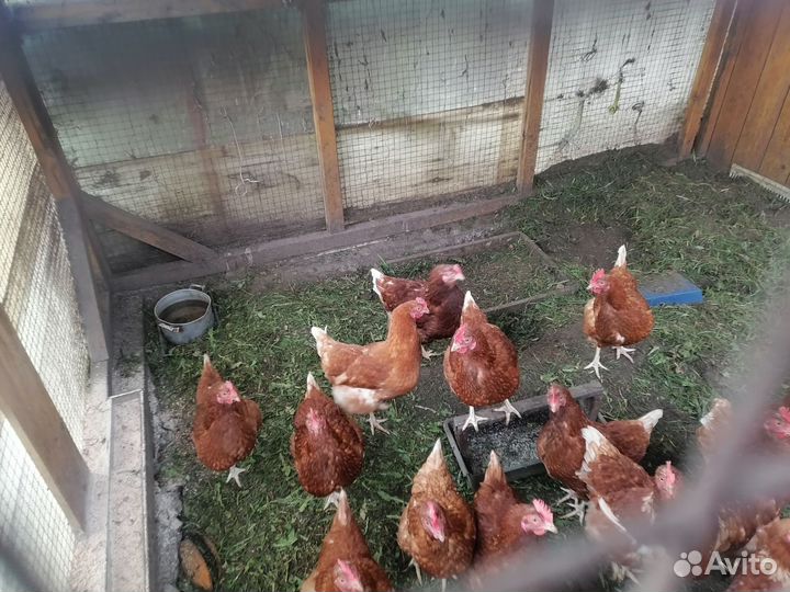 Курицы молодки несушки