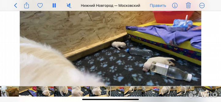 Загон, Вольер для щенков, собак