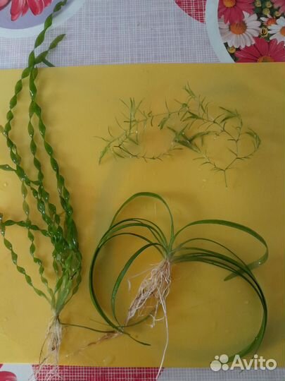 Аквариумные растения прополка