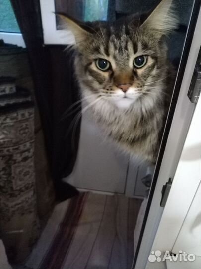 Кошка мейкун