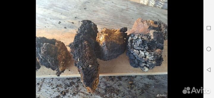 Берёзовый гриб чага, сборщик