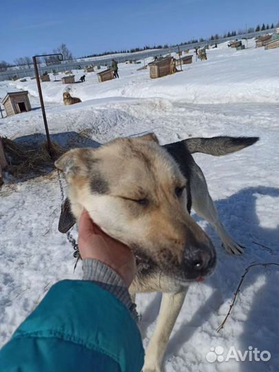 Собака 2 года. Дружелюбный Друг