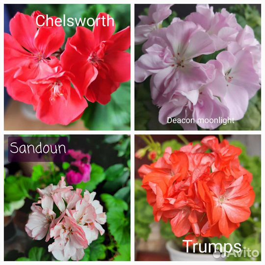 Пеларгонии сортовые
