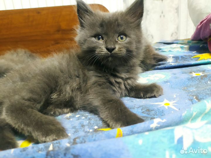 Котята Мейн куна и бомбейский кошки