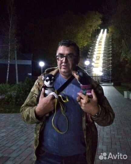 Дрессировка собак