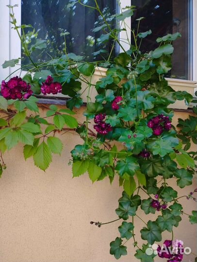 Пеларгония,Хойя Белла, орхидея фаленопсис