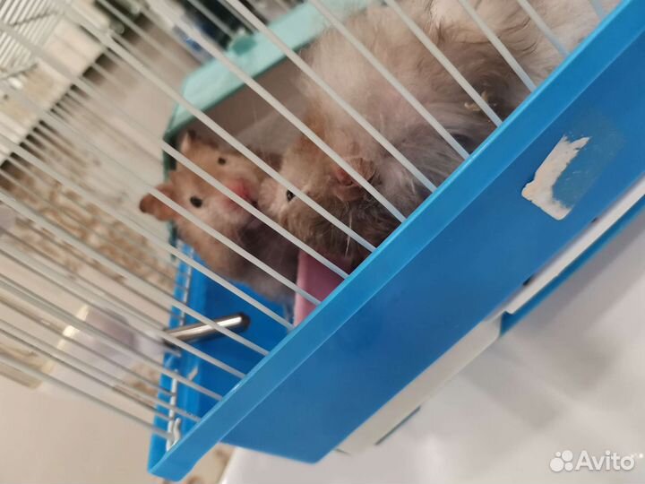 Сирийский хомяк