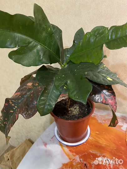 Кротон, Фикус, Педилантус