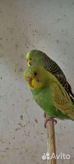 Волнистый попугай молодые оптом и розницу
