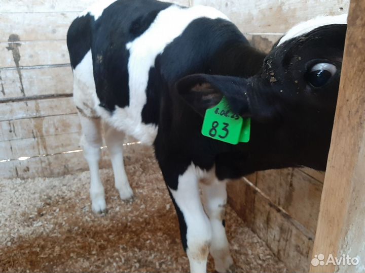 Крс на откорм, бычки