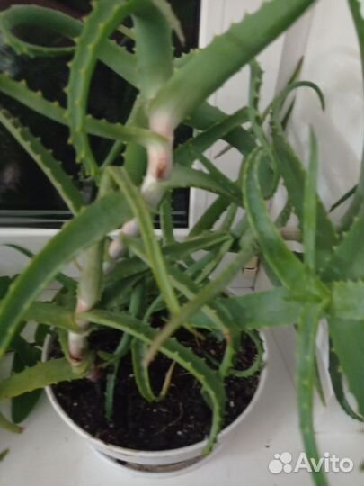 Алоэ, каланхоэ