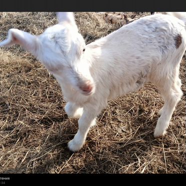 Козы козлята