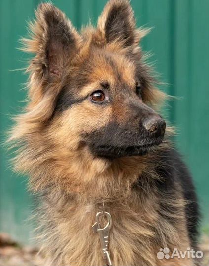 Щеночек подрощенный Мелкая собачуля девочка