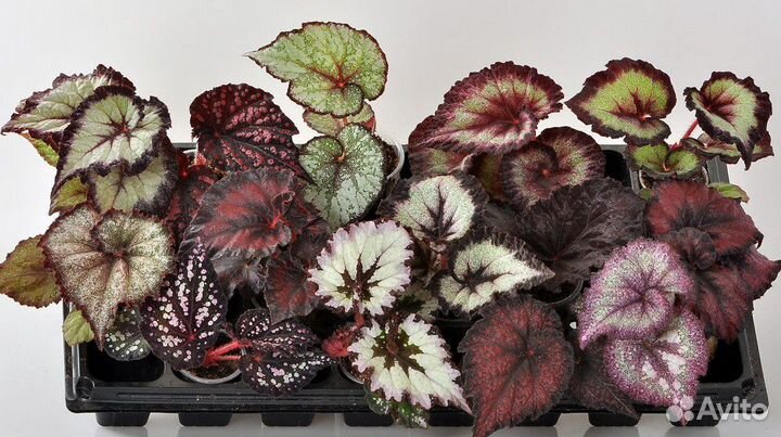 Бегонии доставка