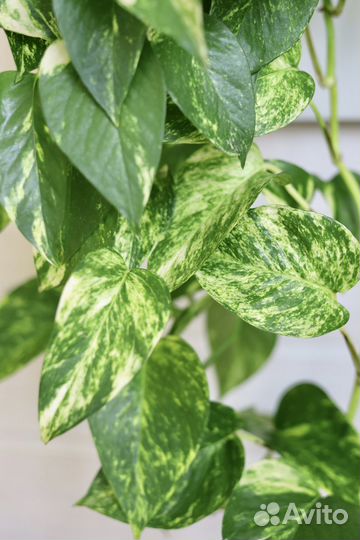 Эпипремнум, сциндапсус, рафидофора, филодендрон