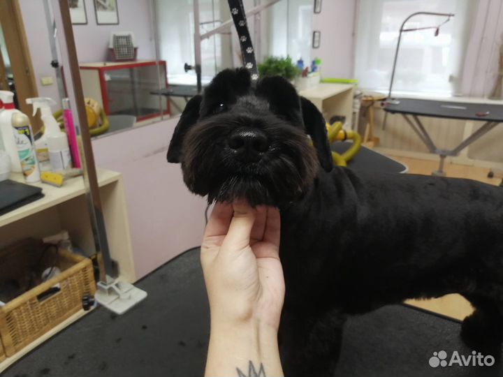 Груминг собак