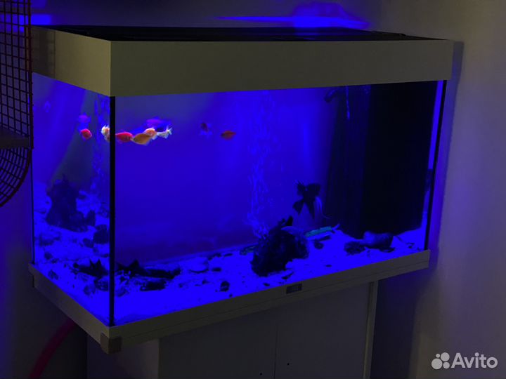 Аквариум juwel rio 125