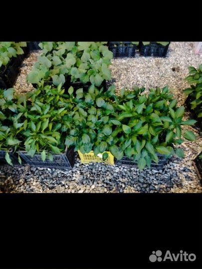 Перец болгарский рассада и помидор