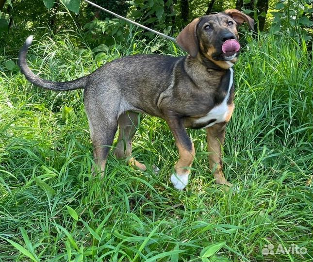 Собаки щенки 4 мес пристрой Лазаревское