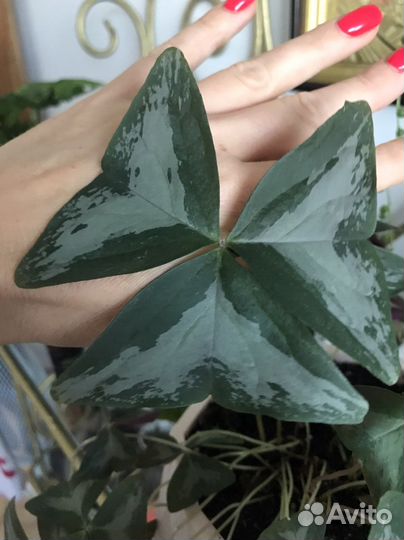 Кислица оксалис Мармер Дороти чао Корея