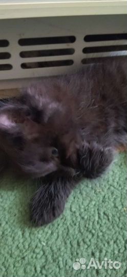 Кошка в дар