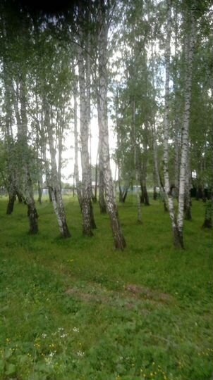 Участок 15 сот. (ИЖС)
