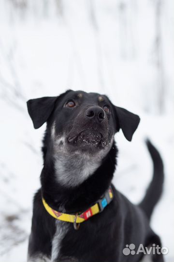 Дарт ищет дом