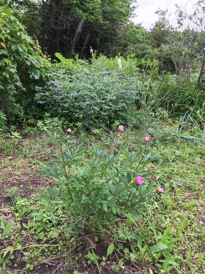 Участок 9,4 сот. (СНТ, ДНП)