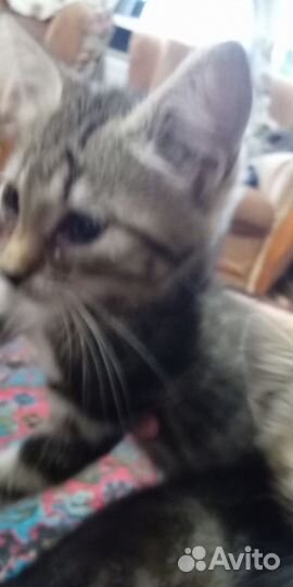 Котята девочки