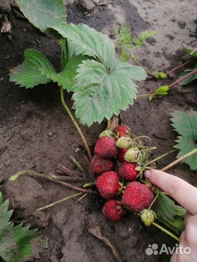 Виктория Клубника Земляника
