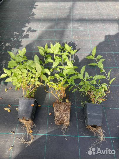 Ива триколор