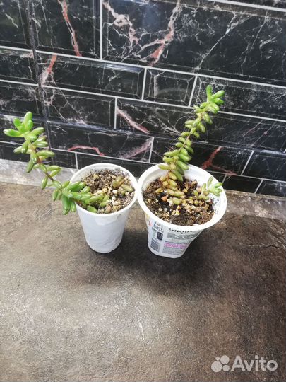 Комнатные растения все по 50