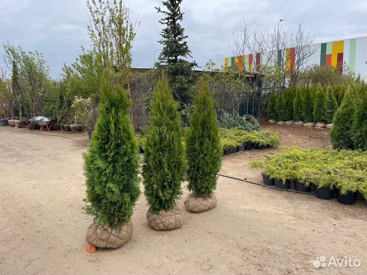 Туя смарагд