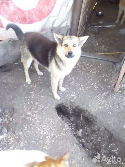 Собака в добрые руки отдам бесплатно