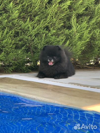 Случка, вязка, ищем девочку, шпиц-мальчик