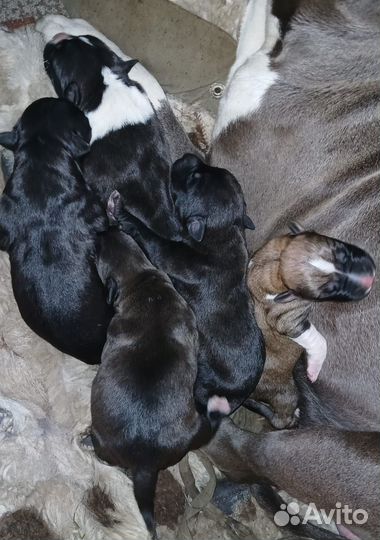 Щенки стаффорда