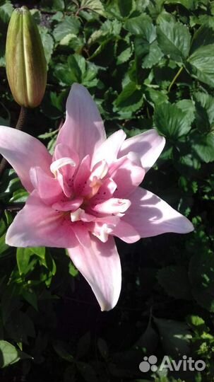 Лилии луковицы