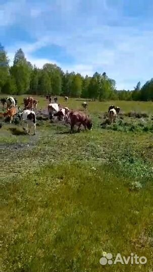 Продажа корова, бык, теленок