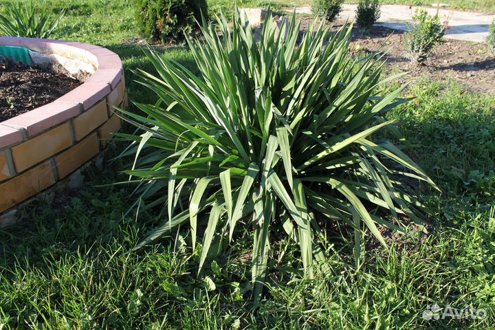 Продаются саженцы пальмы 