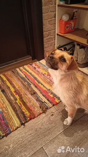 Девочка, помесь пекинеса, ласковая, в добрые руки