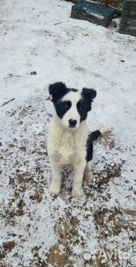 Очаровательный панда в добрые руки