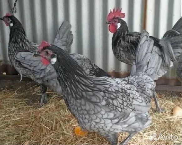 Петушки доминант голубой