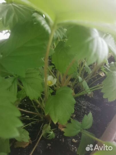 Саженцы земляники комнатной