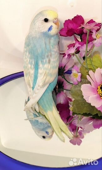 Волнистый попугай (получех)